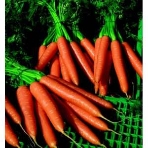 Волкано F1 - морковь, 100 000 семян, Nickerson Zwaan  фото, цена